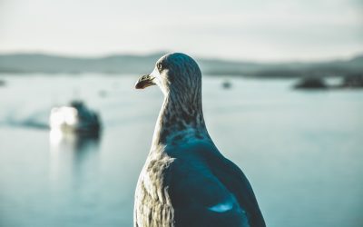 Til Norsk – Finsk Handelsforenings medlemmer og venner